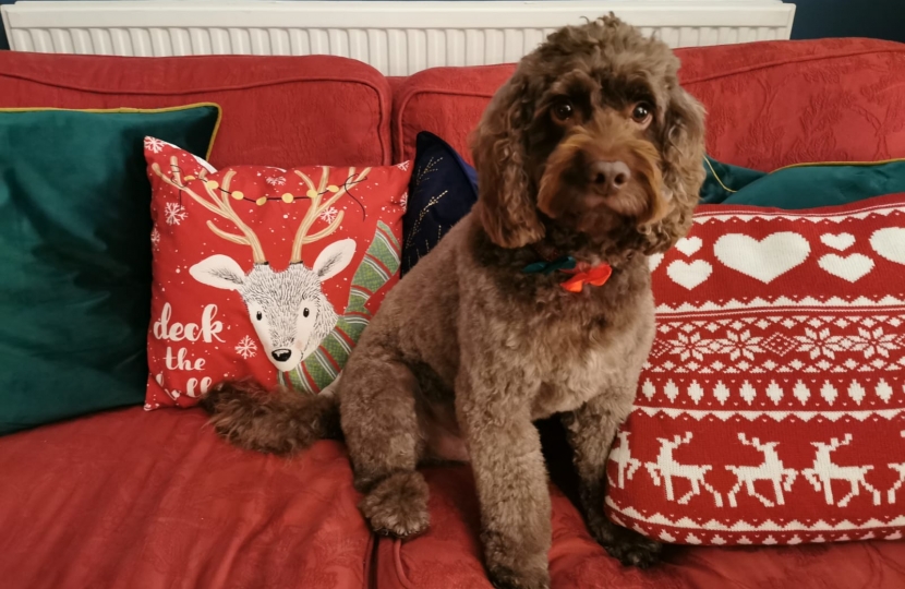 Baxter at Christmas