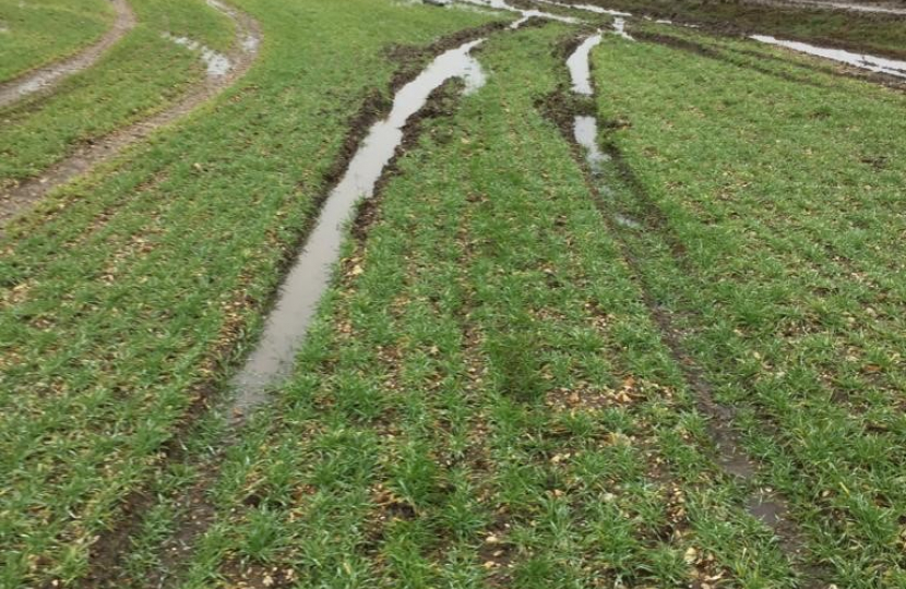 Damage From Hare Coursing